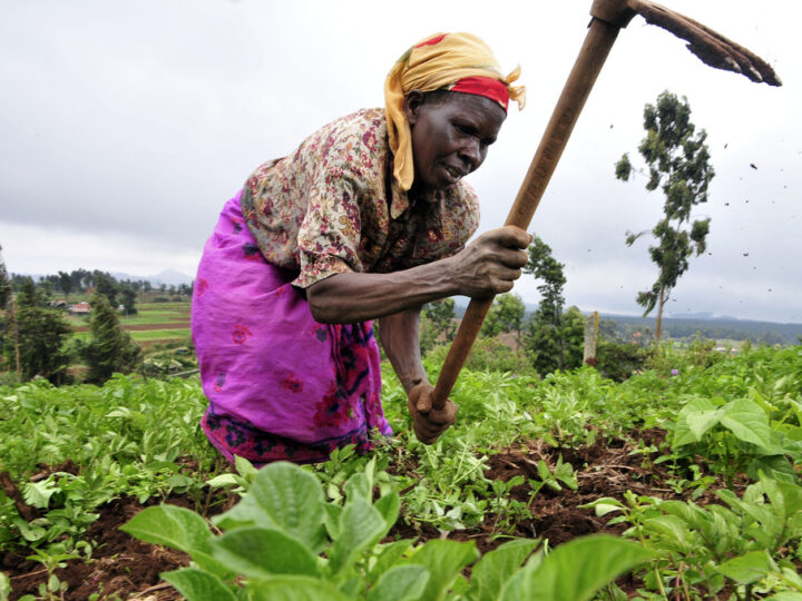 Assurance agricole : 561,8 millions Fcfa pour indemniser près de 95 000 producteurs