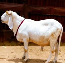 Commune de Zè : Un voleur de mouton expérimenté finit sa course au commissariat.