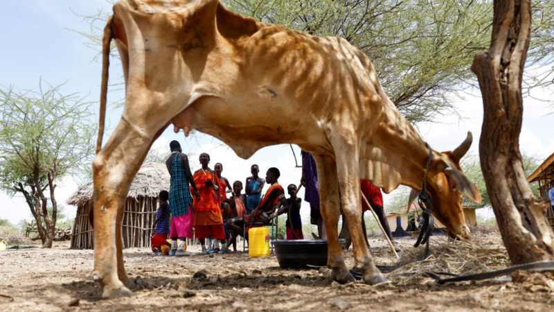 Résilience climatique : A Djerba, le sommet Desertif’actions mobilise contre la sécheresse