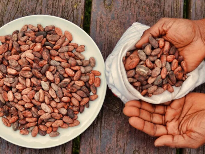 Prix du cacao en Côte d’Ivoire : le kilo vendu aux planteurs chute à 1 200 francs CFA