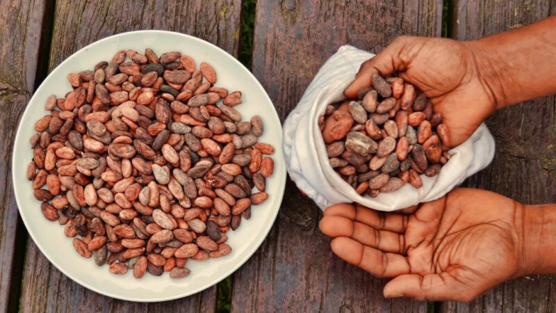Prix du cacao en Côte d’Ivoire : le kilo vendu aux planteurs chute à 1 200 francs CFA