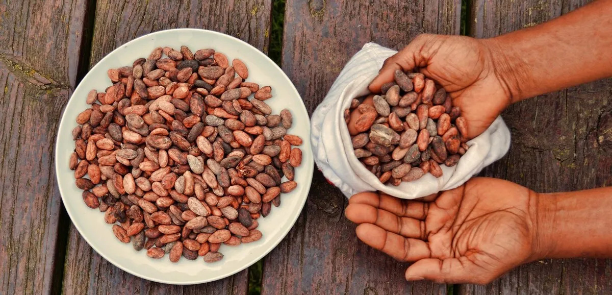 Prix du cacao en Côte d’Ivoire : le kilo vendu aux planteurs chute à 1 200 francs CFA