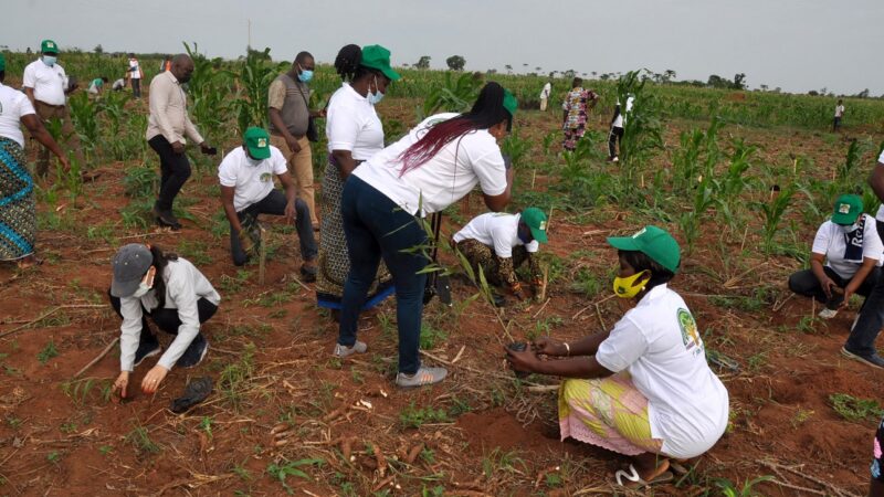 42ᵉ Journée Nationale de l’Arbre : le Bénin lance sa campagne de reboisement 2026-2027 sous le signe de la jeunesse