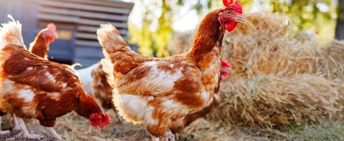 Aviculture africaine : La Cada veut bâtir la souveraineté alimentaire du continent