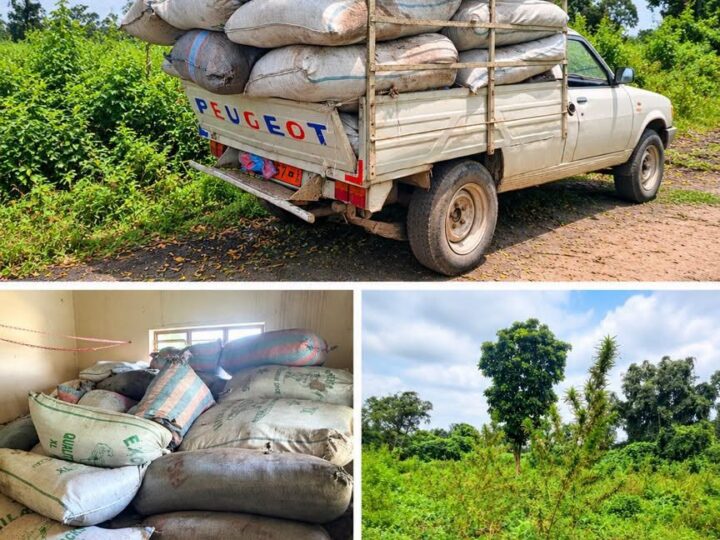 Savè : cinq personnes arrêtées dans une plantation de chanvre indien
