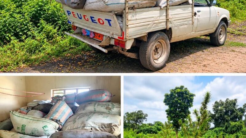Savè : cinq personnes arrêtées dans une plantation de chanvre indien